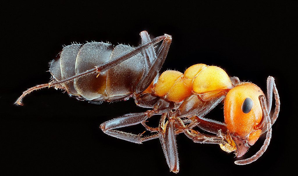 Ant Control service in Pasadena, TX