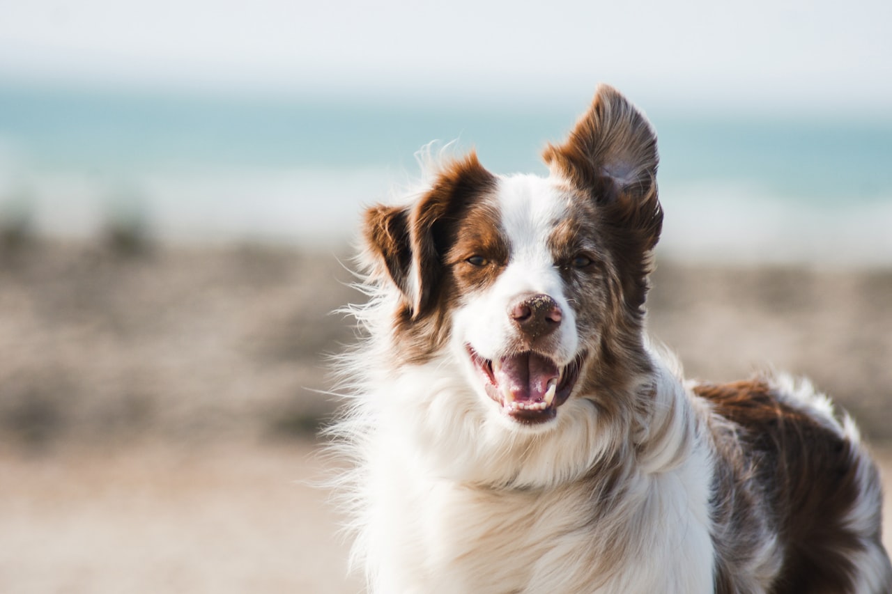 Flea & Tick Control service in Pasadena, TX
