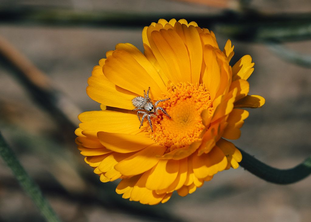 Spider Control service in Pasadena, TX